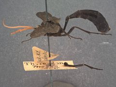 Thyreodon brullei by the Smithsonian. Used under a CC0 license.