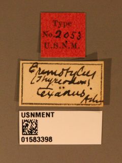 Thyreodon texanus by the Smithsonian. Used under a CC0 license.