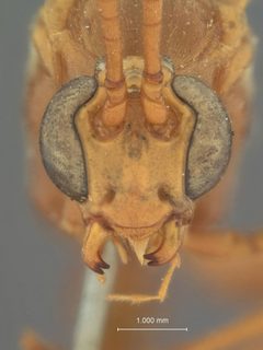 Thyreodon texanus by the Smithsonian. Used under a CC0 license.