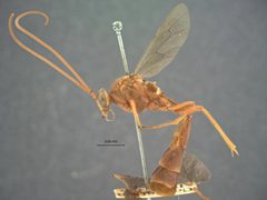 Thyreodon texanus by the Smithsonian. Used under a CC0 license.