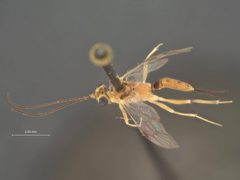 Trathala acrobasis by the Smithsonian. Used under a CC0 license.