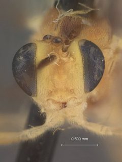 Trathala acrobasis by the Smithsonian. Used under a CC0 license.