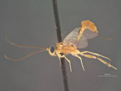 Trathala acrobasis by the Smithsonian. Used under a CC0 license.
