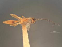 Trathala perdita by the Smithsonian. Used under a CC0 license.