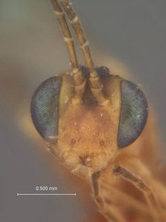 Trathala perdita by the Smithsonian. Used under a CC0 license.