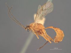 Trathala perdita by the Smithsonian. Used under a CC0 license.