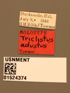 Triclistus adustus by the Smithsonian. Used under a CC0 license.