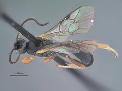 Triclistus adustus by the Smithsonian. Used under a CC0 license.