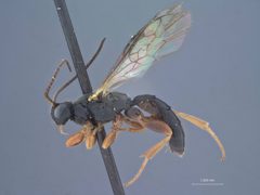 Triclistus adustus by the Smithsonian. Used under a CC0 license.