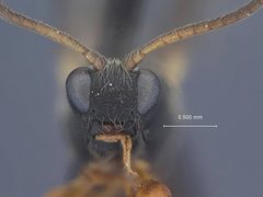 Triclistus adustus by the Smithsonian. Used under a CC0 license.