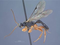 Triclistus chosis by the Smithsonian. Used under a CC0 license.