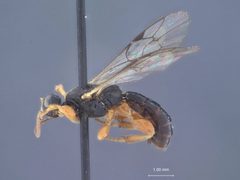 Triclistus evexus by the Smithsonian. Used under a CC0 license.