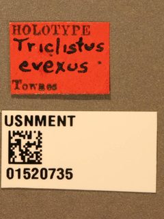Triclistus evexus by the Smithsonian. Used under a CC0 license.
