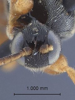 Triclistus evexus by the Smithsonian. Used under a CC0 license.
