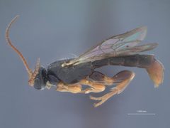 Trieces calvatus by the Smithsonian. Used under a CC0 license.