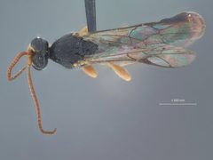 Trieces calvatus by the Smithsonian. Used under a CC0 license.