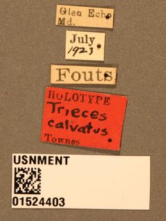 Trieces calvatus by the Smithsonian. Used under a CC0 license.