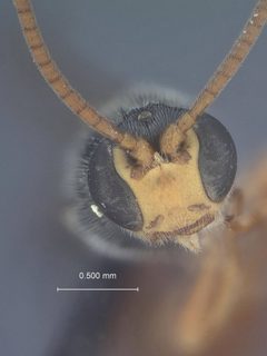 Trieces calvatus by the Smithsonian. Used under a CC0 license.