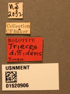 Trieces diffidens by the Smithsonian. Used under a CC0 license.