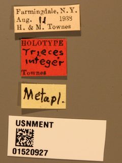 Trieces integer by the Smithsonian. Used under a CC0 license.