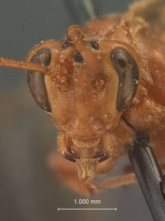 Trophophion tenuiceps by the Smithsonian. Used under a CC0 license.