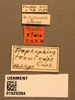 Trophophion tenuiceps by the Smithsonian. Used under a CC0 license.