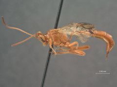 Trophophion tenuiceps by the Smithsonian. Used under a CC0 license.