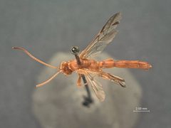 Trophophion tenuiceps by the Smithsonian. Used under a CC0 license.