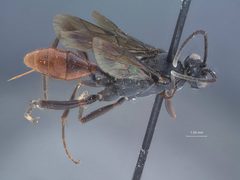 Trychosis atrorubens by the Smithsonian. Used under a CC0 license.