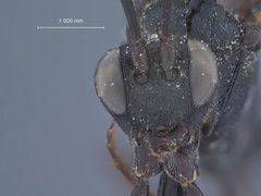 Trychosis atrorubens by the Smithsonian. Used under a CC0 license.