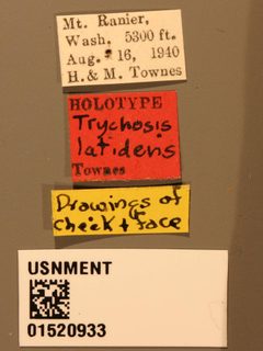Trychosis latidens by the Smithsonian. Used under a CC0 license.