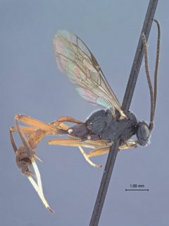 Trychosis similis badiarmus by the Smithsonian. Used under a CC0 license.