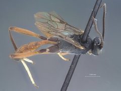 Trychosis similis badiarmus by the Smithsonian. Used under a CC0 license.