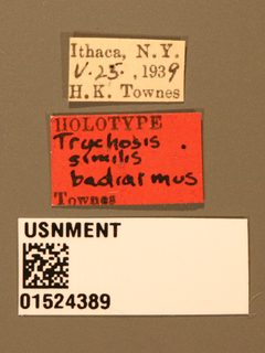 Trychosis similis badiarmus by the Smithsonian. Used under a CC0 license.