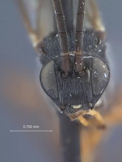 Trychosis similis badiarmus by the Smithsonian. Used under a CC0 license.