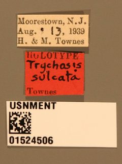 Trychosis sulcata by the Smithsonian. Used under a CC0 license.