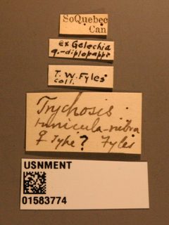 Trychosis tunicula-rubra by the Smithsonian. Used under a CC0 license.