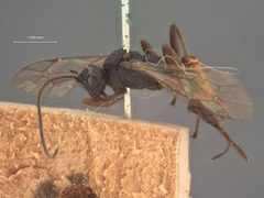 Trychosis tunicula-rubra by the Smithsonian. Used under a CC0 license.