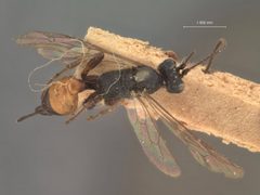 Trychosis tunicula-rubra by the Smithsonian. Used under a CC0 license.