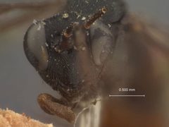 Trychosis tunicula-rubra by the Smithsonian. Used under a CC0 license.
