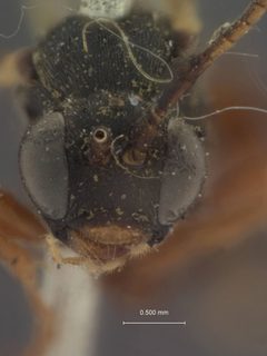 Tryphon alaskensis by the Smithsonian. Used under a CC0 license.