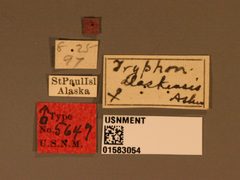 Tryphon alaskensis by the Smithsonian. Used under a CC0 license.