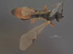 Tryphon alaskensis by the Smithsonian. Used under a CC0 license.