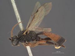 Tryphon alaskensis by the Smithsonian. Used under a CC0 license.