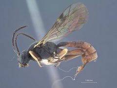 Tryphon (Noemon) coquilletti by the Smithsonian. Used under a CC0 license.