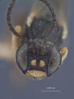 Tryphon (Noemon) coquilletti by the Smithsonian. Used under a CC0 license.