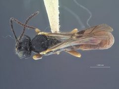 Tryphon (Noemon) coquilletti by the Smithsonian. Used under a CC0 license.
