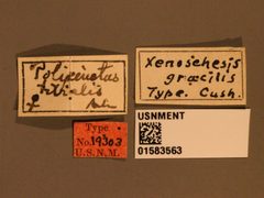 Xenoschesis gracilis by the Smithsonian. Used under a CC0 license.