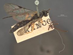 Xenoschesis gracilis by the Smithsonian. Used under a CC0 license.