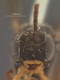 Xenoschesis gracilis by the Smithsonian. Used under a CC0 license.